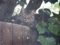 Hermes on fence behind screen 004